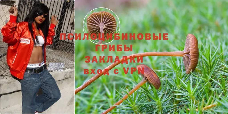 Галлюциногенные грибы Psilocybe  Пермь 